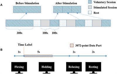 Increased Corticomuscular Coherence and Brain Activation Immediately After Short-Term Neuromuscular Electrical Stimulation